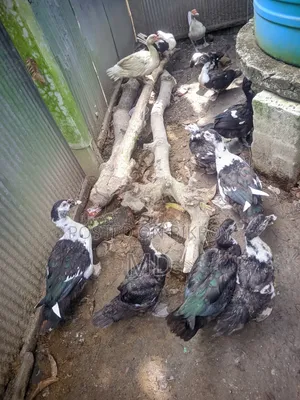 চিনা হাস। মেরু হাস