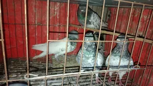 ৪ পিস নর কবুতর বিক্রি হবে