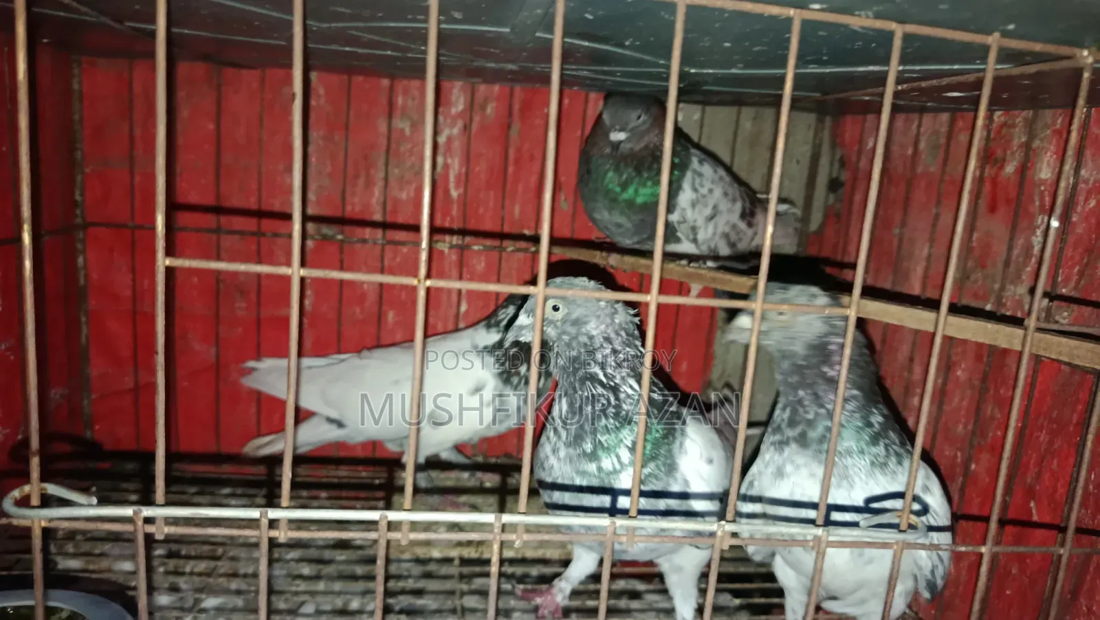 ৪ পিস নর কবুতর বিক্রি হবে