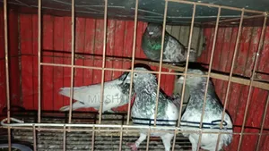 ৪ পিস নর কবুতর বিক্রি হবে