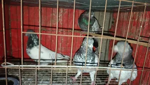 ৪ পিস নর কবুতর বিক্রি হবে