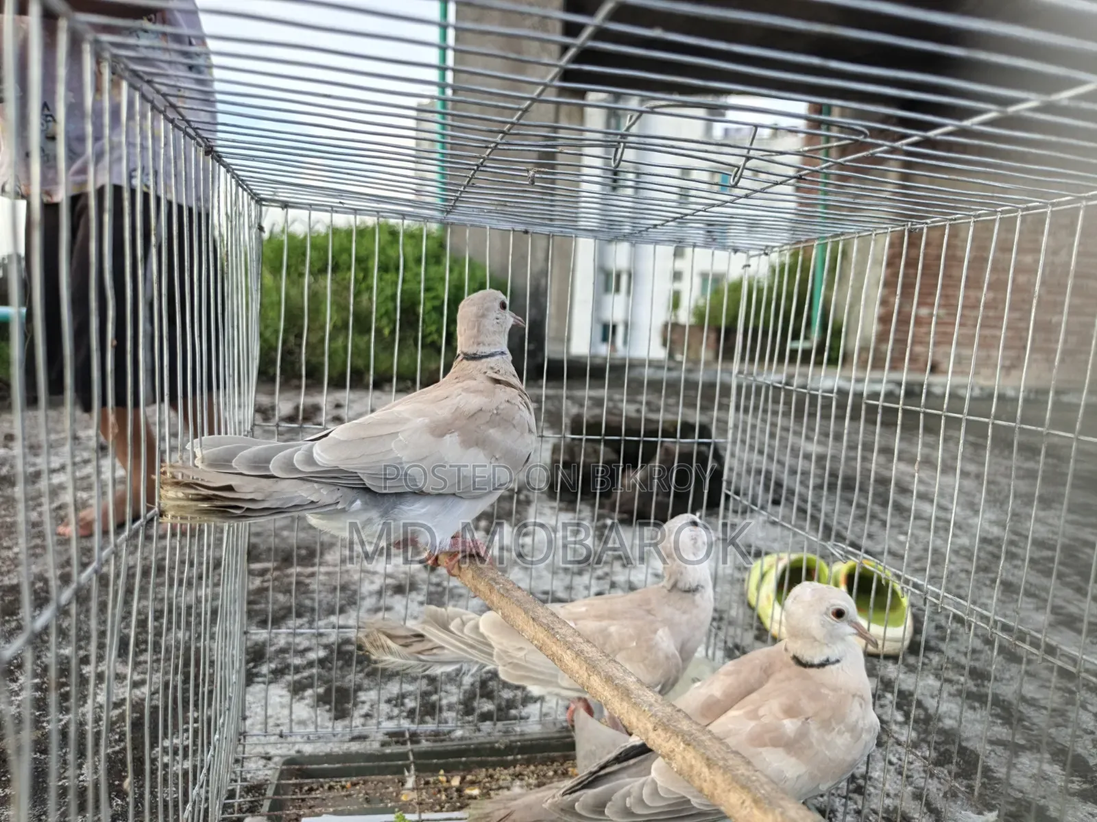 Birds for sale