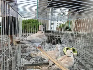 Birds for sale