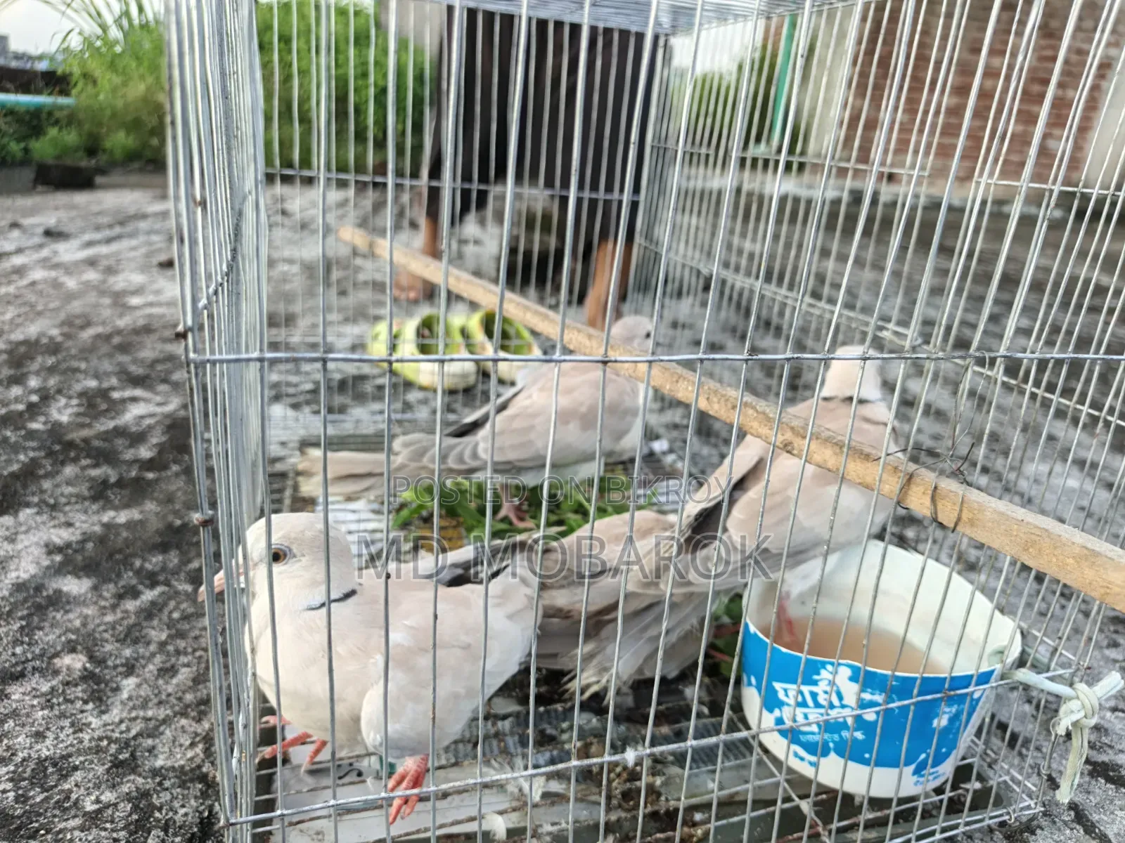 Birds for sale