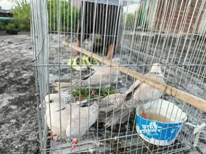 Birds for sale