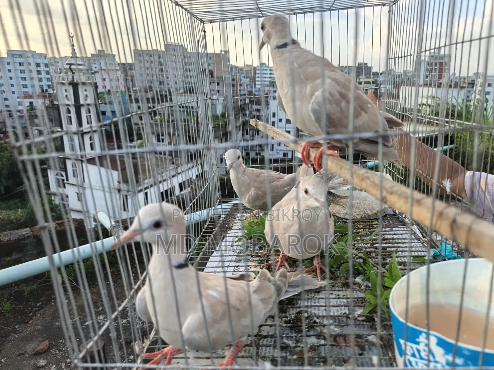 Birds for sale