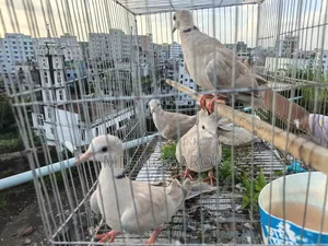 Birds for sale