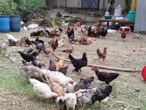 পিওর দেশি মুরগী