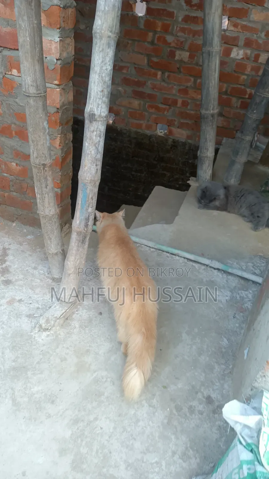 ১+ বছরের মহিলা খাঁটি পার্সিয়ান বিড়াল