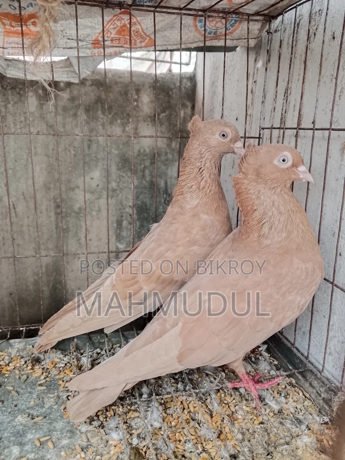 গিয়াচুন্নি সুইটার কবুতর বিক্রি হবে