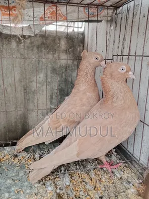 গিয়াচুন্নি সুইটার কবুতর বিক্রি হবে