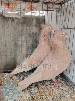 গিয়াচুন্নি সুইটার কবুতর বিক্রি হবে