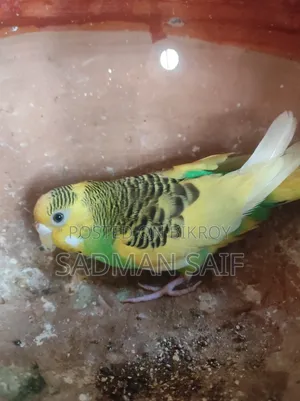 এডাল্ট পাইড বাজিমগর