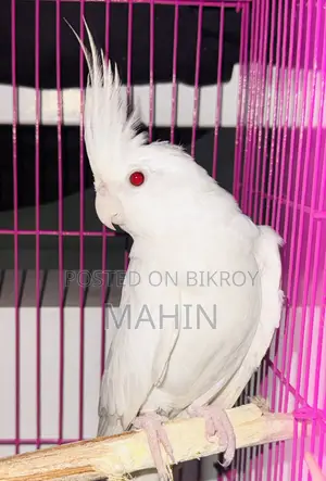 অ্যালবিনো রানিং ফিমেল ককাটেল