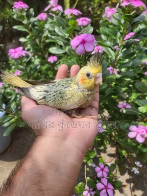 ককাটেল পাখি বাচ্চা