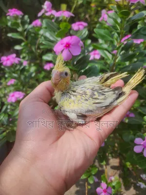 ককাটেল পাখি বাচ্চা