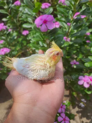ককাটেল পাখি বাচ্চা