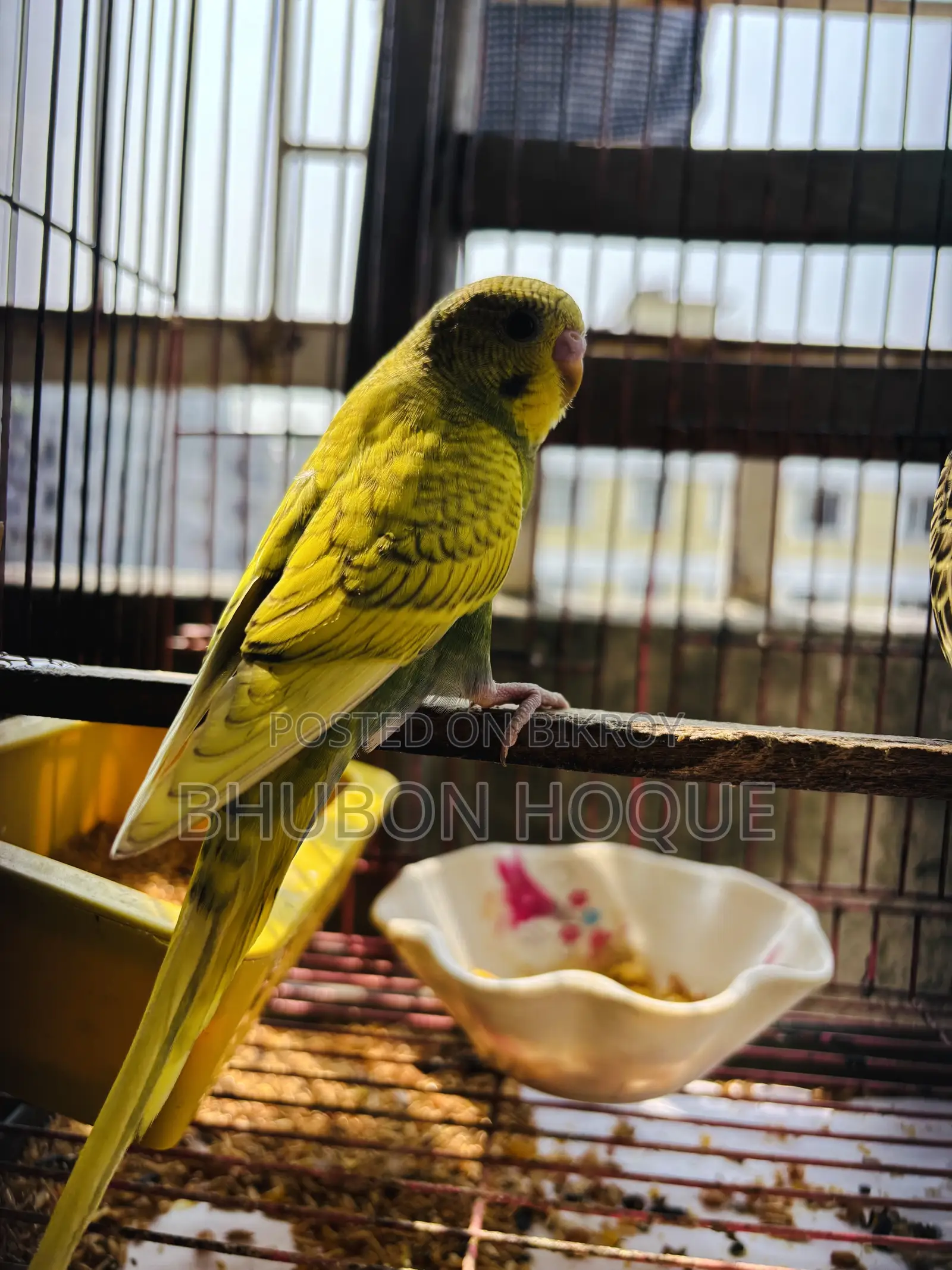 বাজিগার টিয়া পাখি