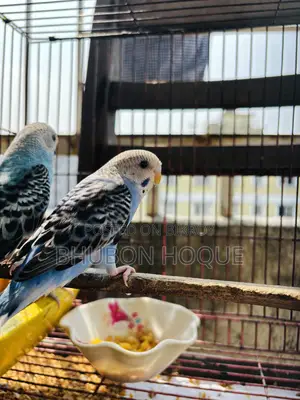 বাজিগার টিয়া পাখি