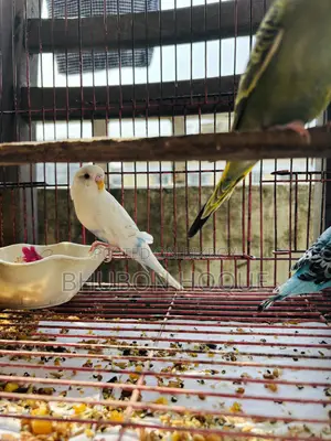 বাজিগার টিয়া পাখি