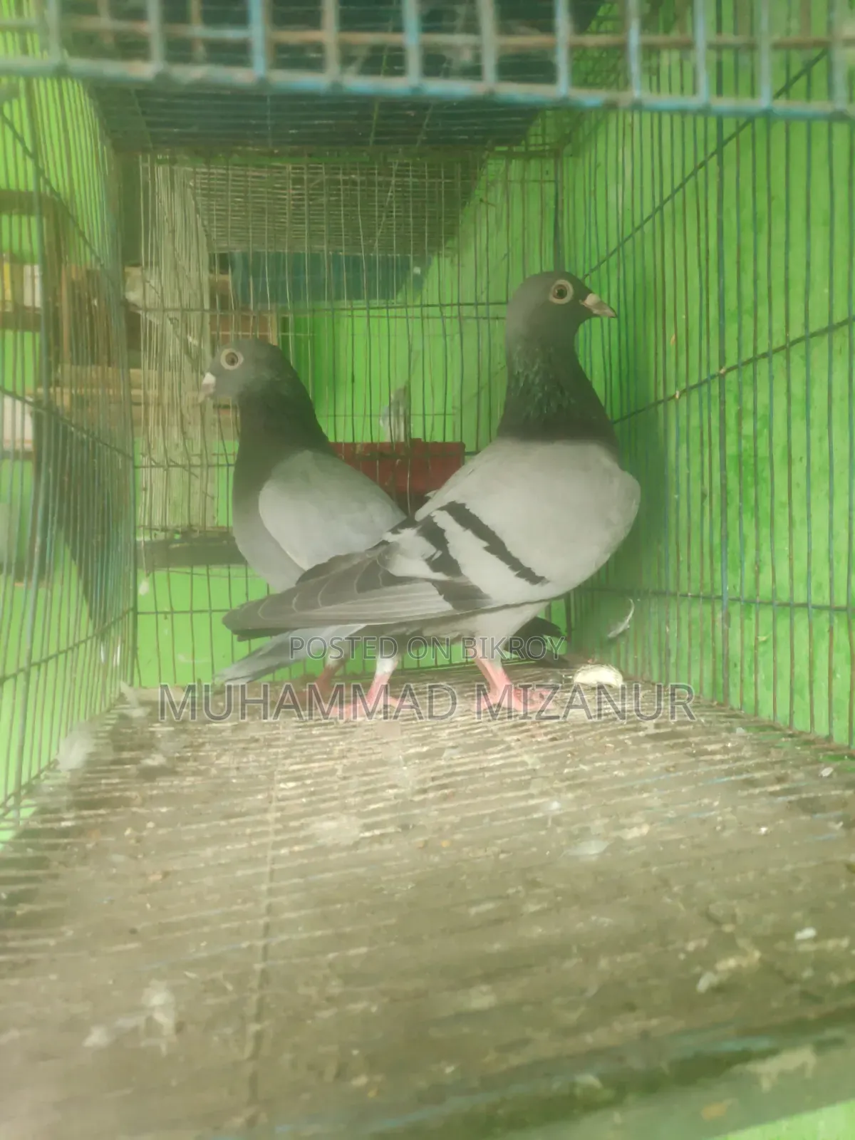 Racing Pigeon For Sale
