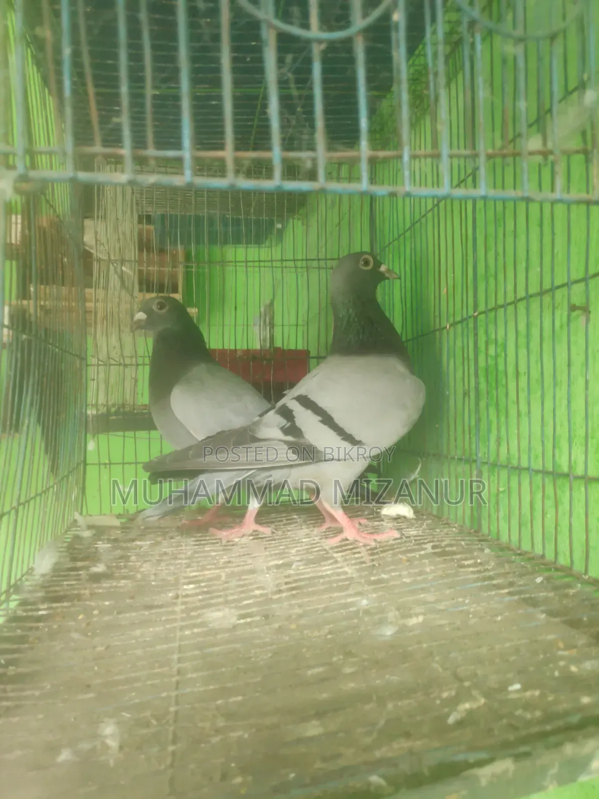 Racing Pigeon For Sale