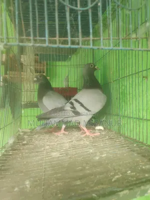 Racing Pigeon For Sale