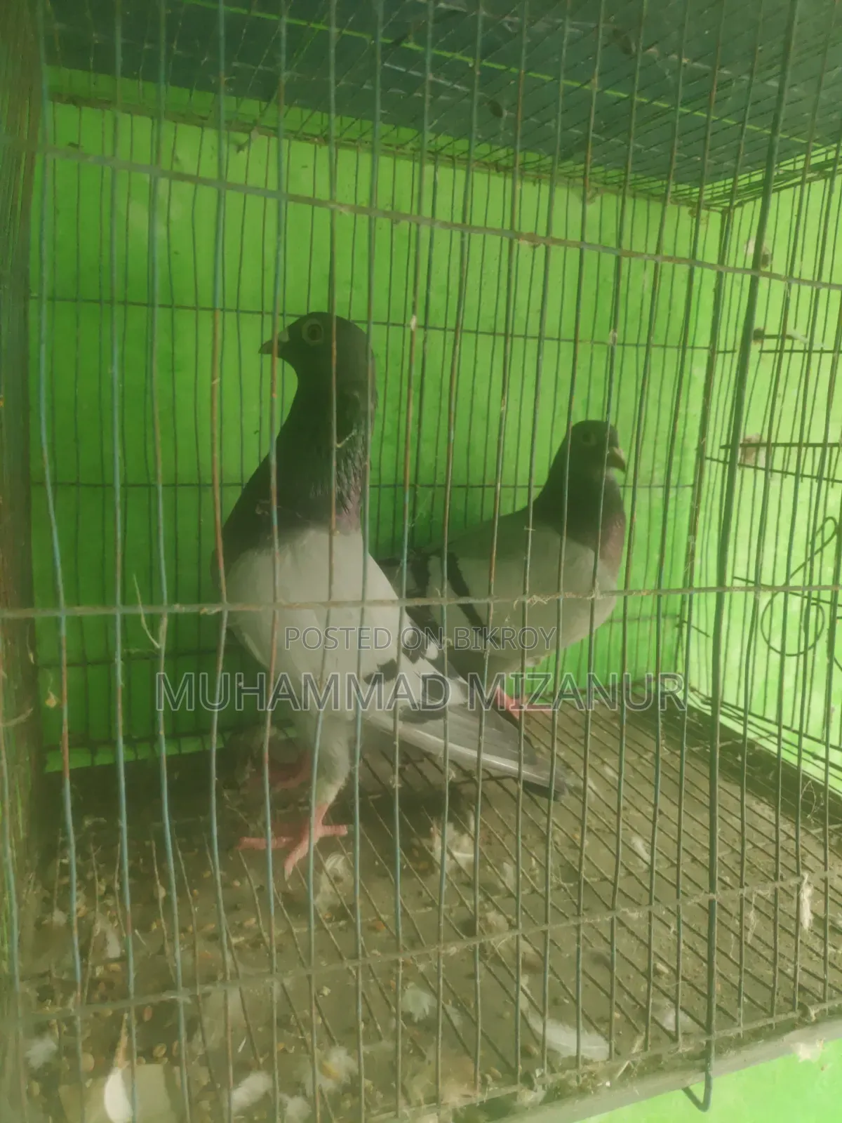 Racing Pigeon For Sale