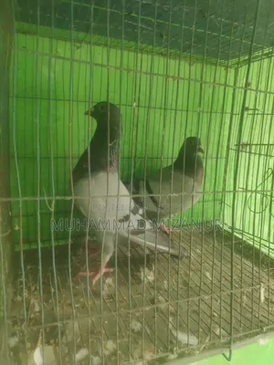 Racing Pigeon For Sale