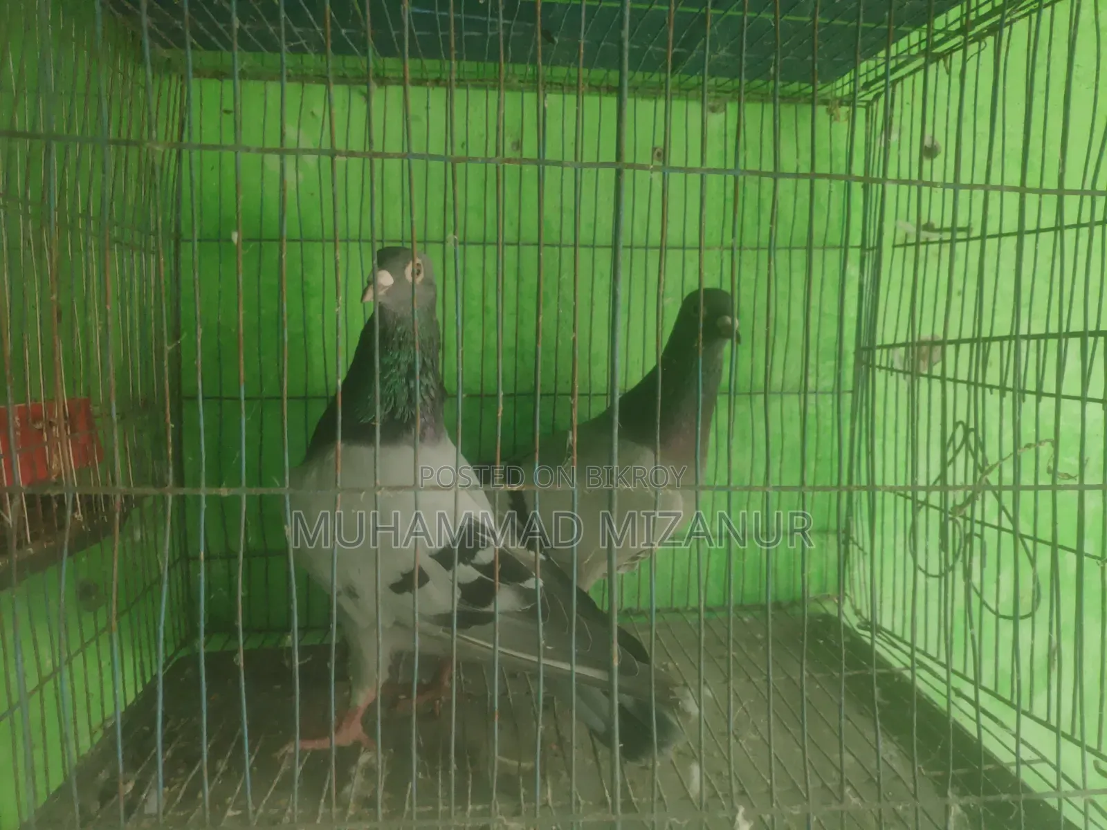 Racing Pigeon For Sale