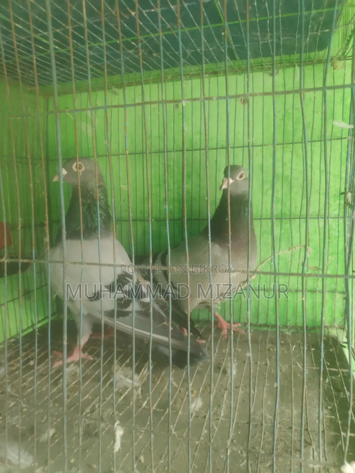 Racing Pigeon For Sale
