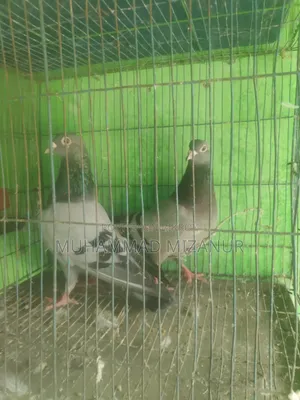 Racing Pigeon For Sale