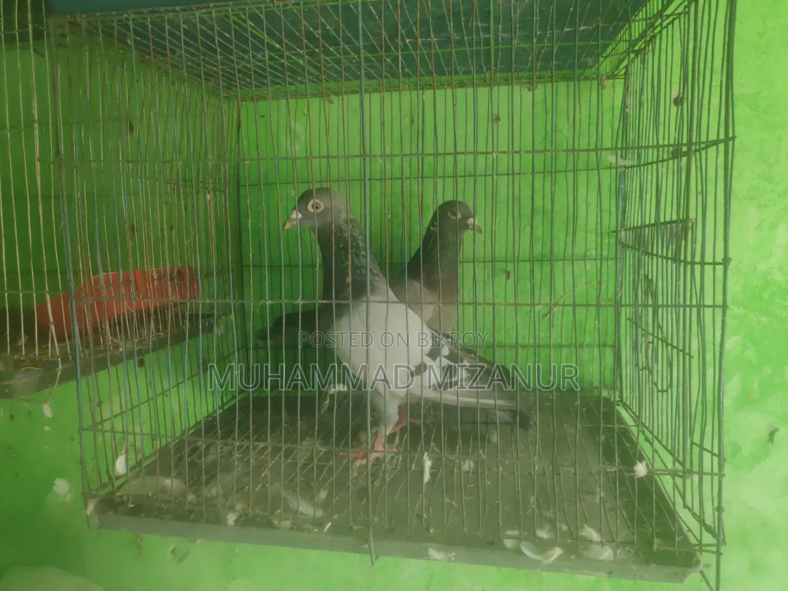 Racing Pigeon For Sale