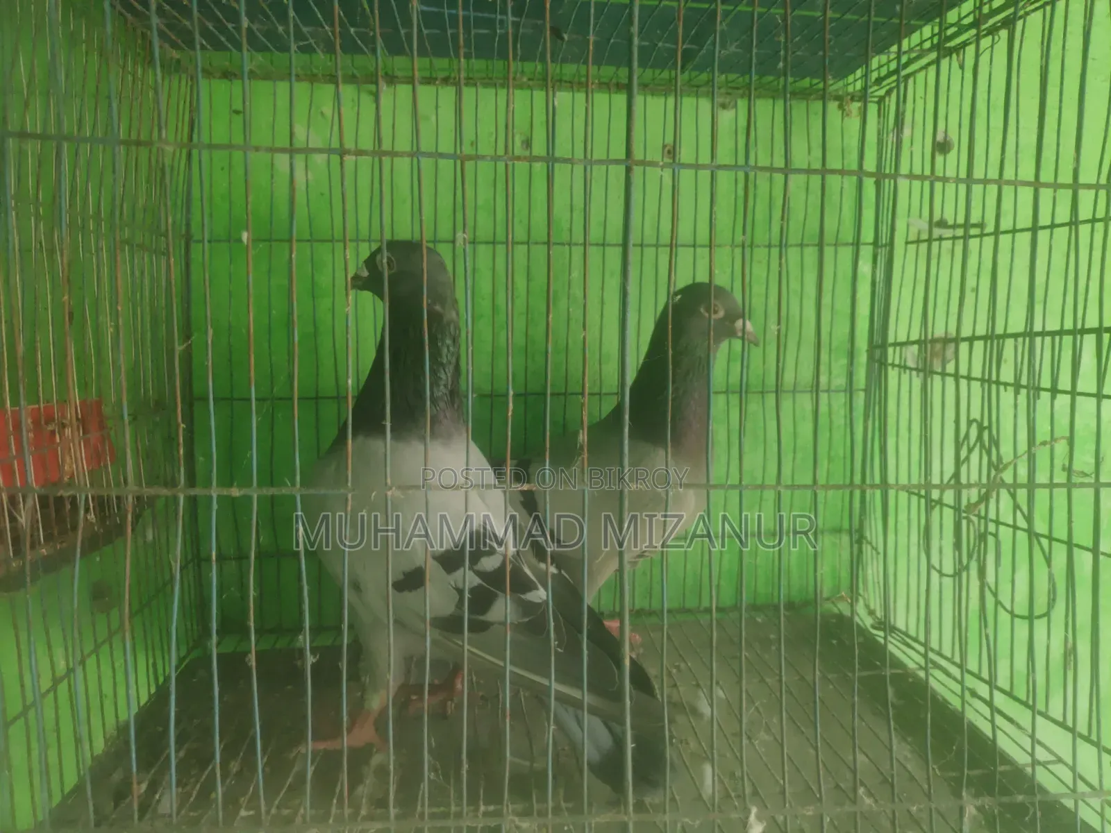 Racing Pigeon For Sale