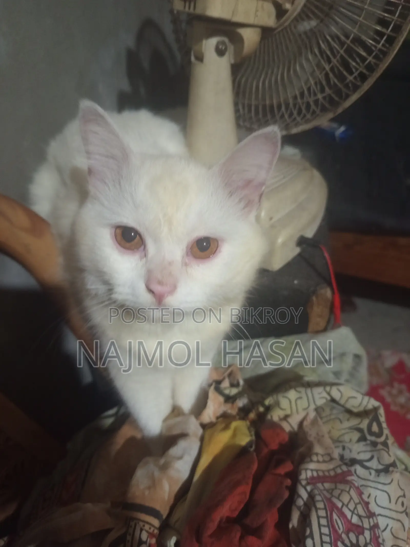 ৬-১২ মাস বয়সী পুরুষ বিশুদ্ধ জাতের পার্সিয়ান