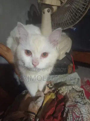 ৬-১২ মাস বয়সী পুরুষ বিশুদ্ধ জাতের পার্সিয়ান