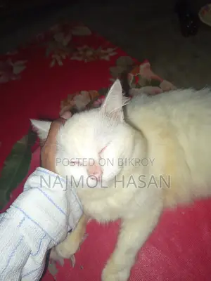 ৬-১২ মাস বয়সী পুরুষ বিশুদ্ধ জাতের পার্সিয়ান