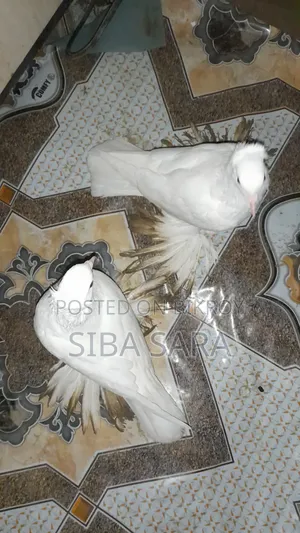 Best Indian Loton New Adult Pair
