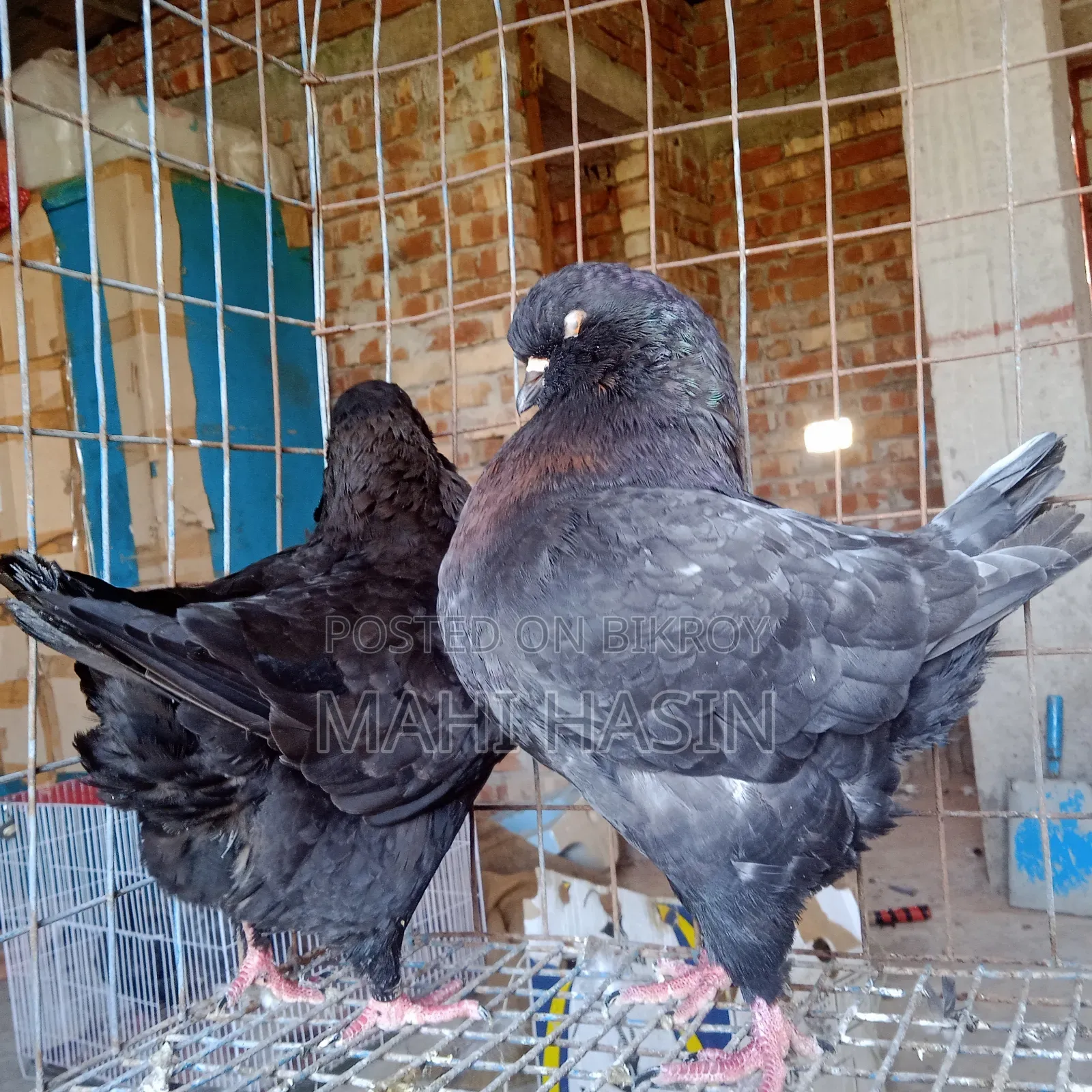 2 Pairs King Pigeon. 1 Pair Is Andolasian Other Is Andolasian+ Black