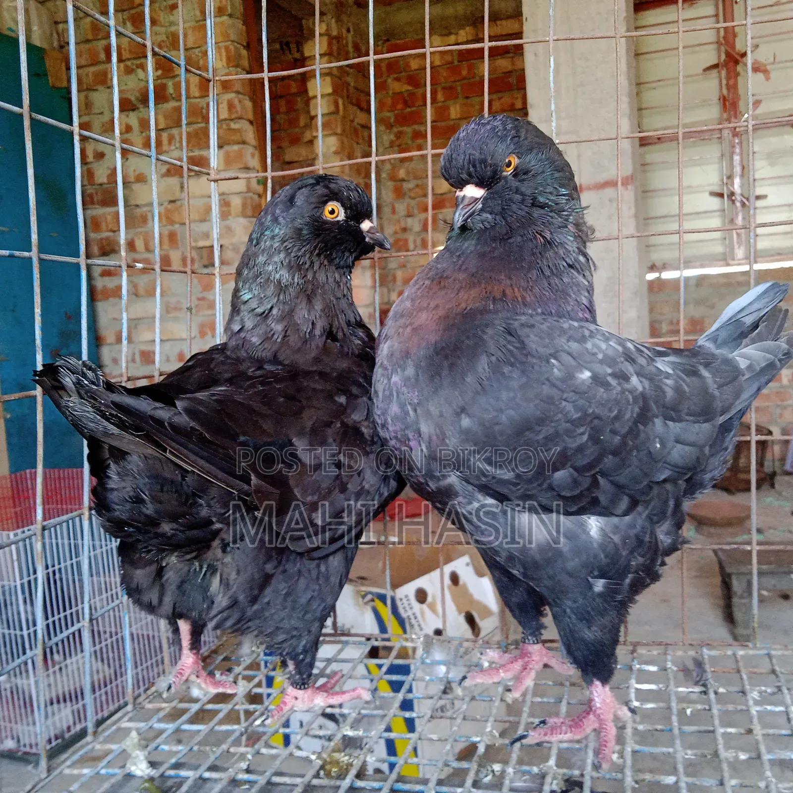 2 Pairs King Pigeon. 1 Pair Is Andolasian Other Is Andolasian+ Black