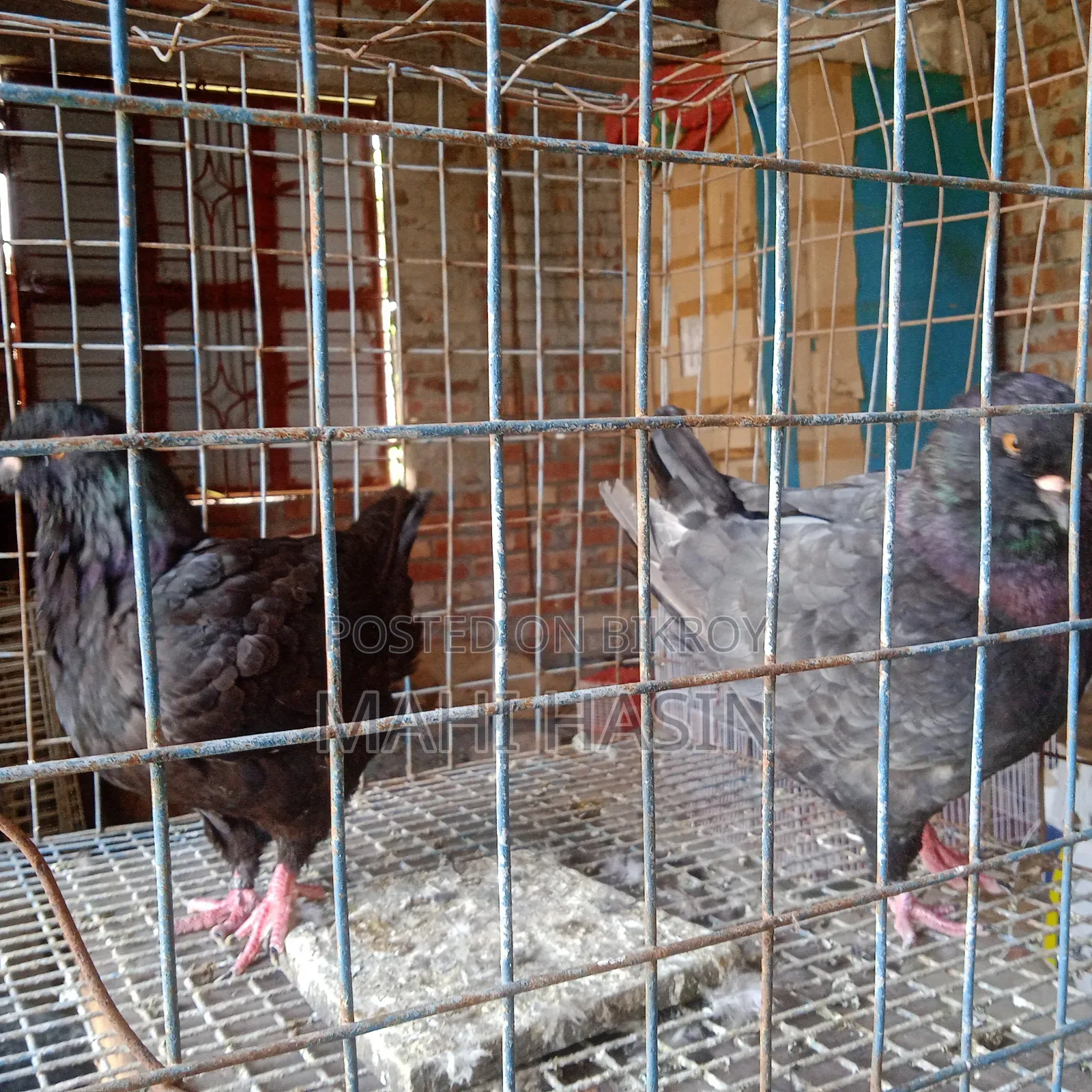 2 Pairs King Pigeon. 1 Pair Is Andolasian Other Is Andolasian+ Black