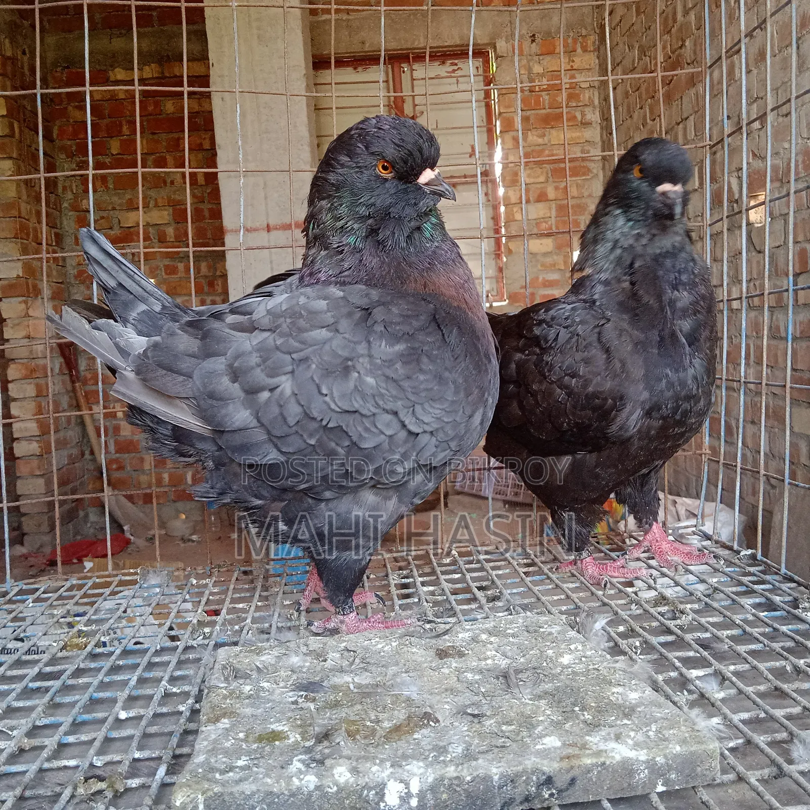 2 Pairs King Pigeon. 1 Pair Is Andolasian Other Is Andolasian+ Black