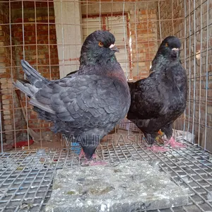 2 Pairs King Pigeon. 1 Pair Is Andolasian Other Is Andolasian+ Black