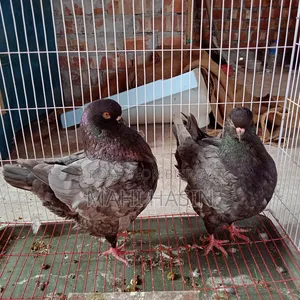 2 Pairs King Pigeon. 1 Pair Is Andolasian Other Is Andolasian+ Black
