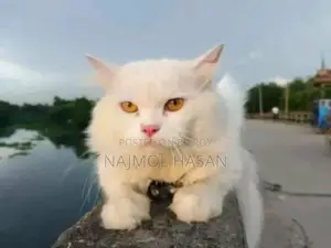 ৬-১২ মাস বয়সী পুরুষ বিশুদ্ধ জাতের পার্সিয়ান