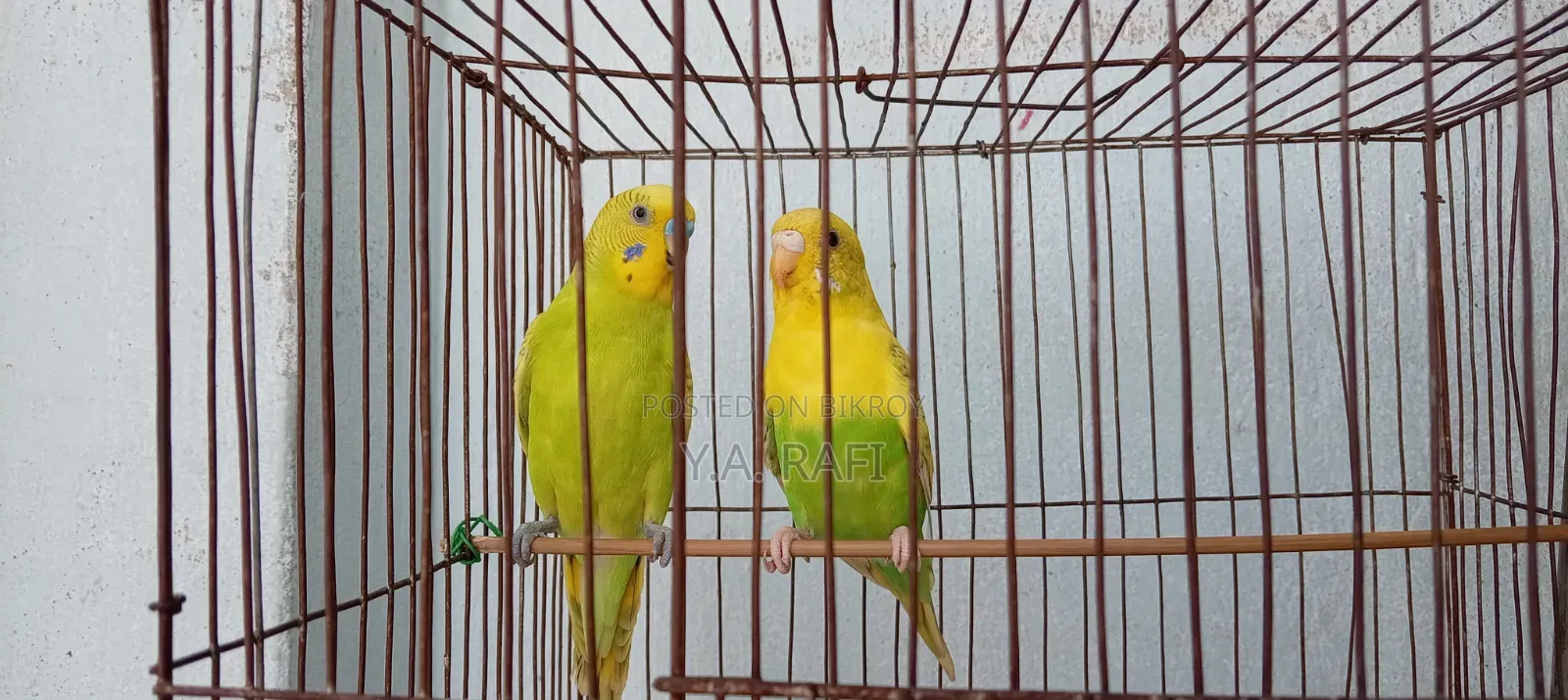 বাজরিগার মাস্টার জোড়া বিক্রির জন্য