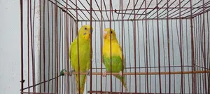 বাজরিগার মাস্টার জোড়া বিক্রির জন্য