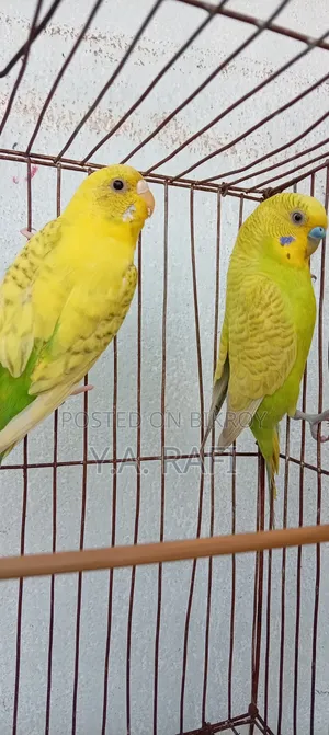 বাজরিগার মাস্টার জোড়া বিক্রির জন্য