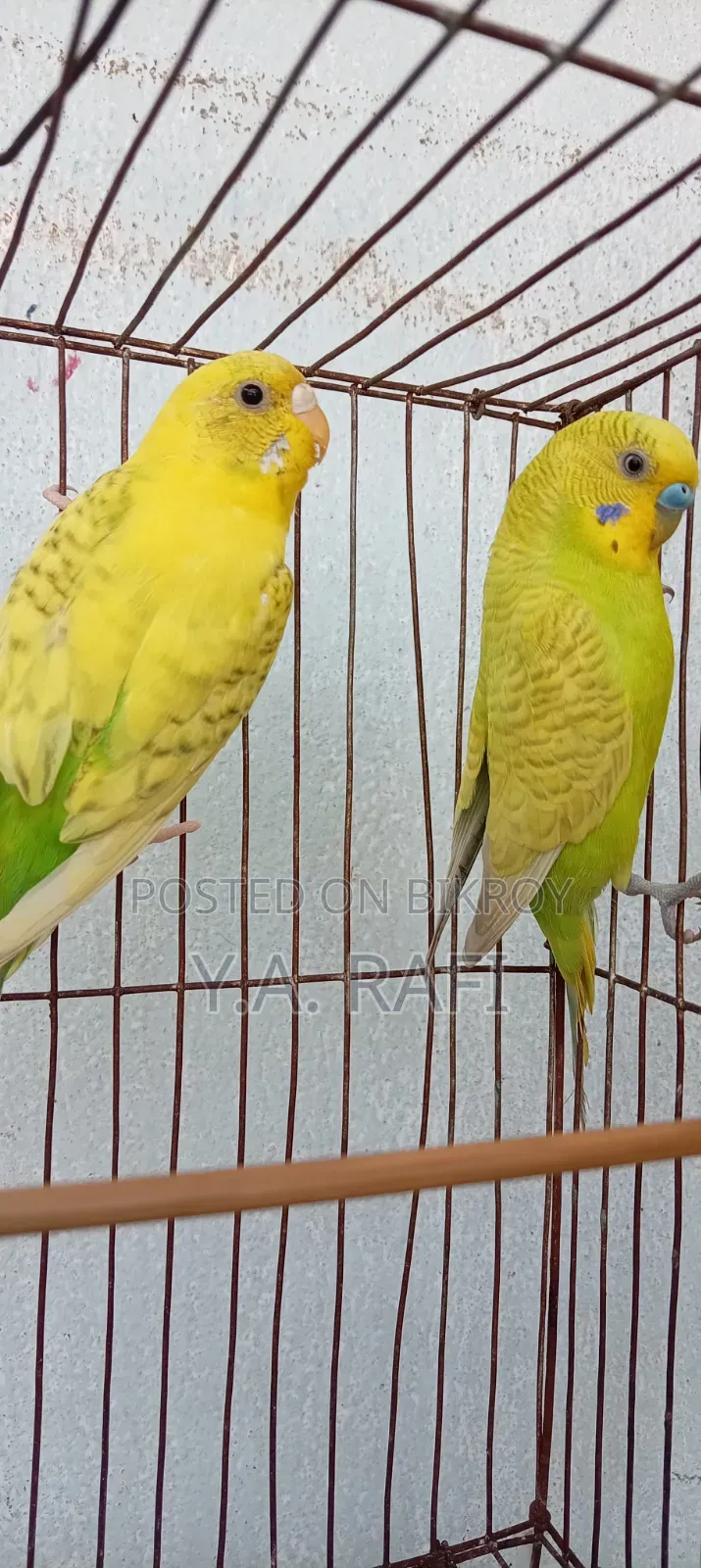 বাজরিগার মাস্টার জোড়া বিক্রির জন্য