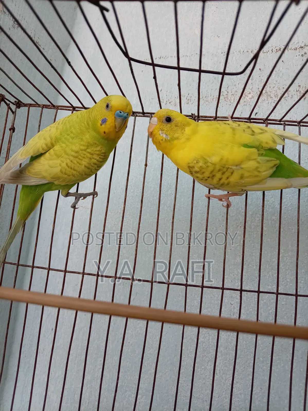 বাজরিগার মাস্টার জোড়া বিক্রির জন্য